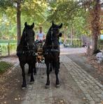 groom gezocht, Dieren en Toebehoren, Meerdere dieren