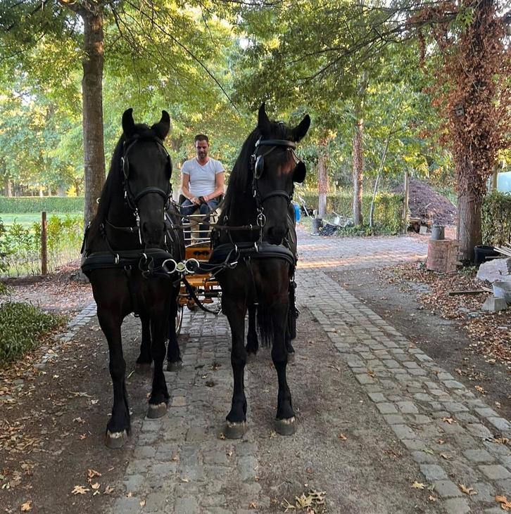 groom gezocht, Dieren en Toebehoren, Paarden, Meerdere dieren