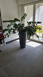 Zamioculcas, Huis en Inrichting, Ophalen, 100 tot 150 cm, Overige soorten, Halfschaduw
