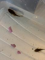 Pleco’s te koop, Dieren en Toebehoren