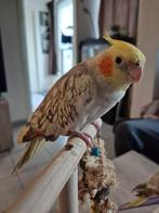 Valkparkiet ter adoptie   Je vindt hem in Oostende. Hij is n, Dieren en Toebehoren