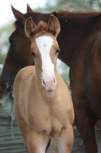 Aqha merrie veulen 2025, Dieren en Toebehoren, Merrie, Minder dan 160 cm, Gechipt, 0 tot 2 jaar