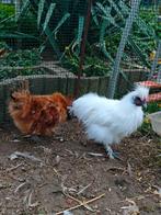 Coqs de soie nain, Comme neuf