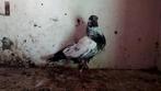 1 Pakistaanse hoogvlieger  babyduif 10 euro, Dieren en Toebehoren, Vogels | Duiven
