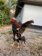 Hint shamo, Dieren en Toebehoren, Mannelijk, Kip