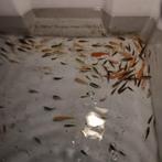 Bac pour élevage, Enlèvement