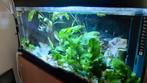 Te koop aquarium  1 meter lang 60 cm hoog 40 cm diep met kas, Dieren en Toebehoren, Ophalen, Zo goed als nieuw