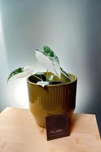 Alocasia frydek variegata, Maison & Meubles, Plantes d'intérieur, Enlèvement ou Envoi