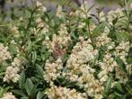 Liguster, Tuin en Terras, Ophalen of Verzenden, Liguster