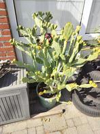 Verschillende grote cactussen te koop, Ophalen, In pot