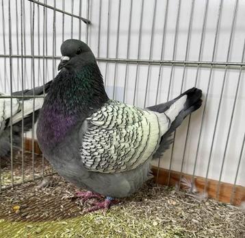 Sierduiven Poolse Lync, Dieren en Toebehoren, Meerdere dieren, Overige soorten