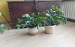 2 kerstcactussen, Ophalen