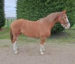 Super leuk recreatie paard, braaf en betrouwbaar, Dieren en Toebehoren, Paarden, 160 tot 165 cm, 11 jaar of ouder, Recreatiepaard