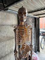 Anatomie model skelet, Ophalen, Zo goed als nieuw
