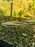 Siamese Algeneter 8 ST, Dieren en Toebehoren, Vis, Zoetwatervis