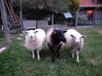 Jonge ooilammeren, Dieren en Toebehoren, Schapen, Geiten en Varkens, Vrouwelijk, Schaap, 0 tot 2 jaar