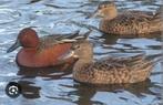 Kaneeltaling, Dieren en Toebehoren