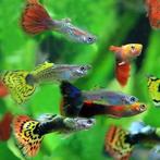 Guppies, Vis, Zoetwatervis