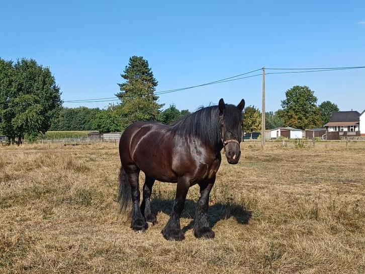 Zwart Belgisch trekpaard, Dieren en Toebehoren, Paarden, Merrie, Zadelmak, 165 tot 170 cm, 7 tot 10 jaar, Tuigpaard, Met stamboom