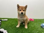 Shiba Inu pups, Dieren en Toebehoren, België, Overige rassen, CDV (hondenziekte), 8 tot 15 weken