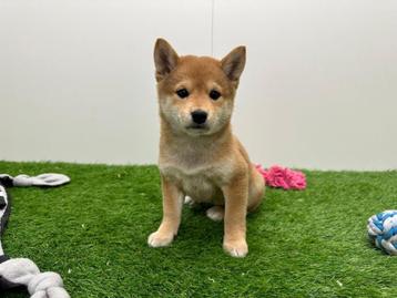 Shiba Inu pups, Dieren en Toebehoren, Honden | Poolhonden, Keeshonden en Oertypen, België, Overige rassen, CDV (hondenziekte)