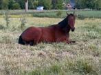 Ierse volbloed, Dieren en Toebehoren, Paarden