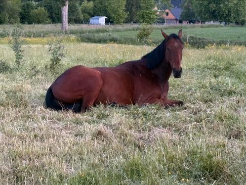 Ierse volbloed, Dieren en Toebehoren, Paarden, Ruin