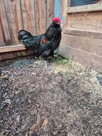 Zanghanen, Dieren en Toebehoren, Pluimvee, Mannelijk, Kip