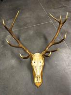 Jachttrofee scotland, Ophalen of Verzenden