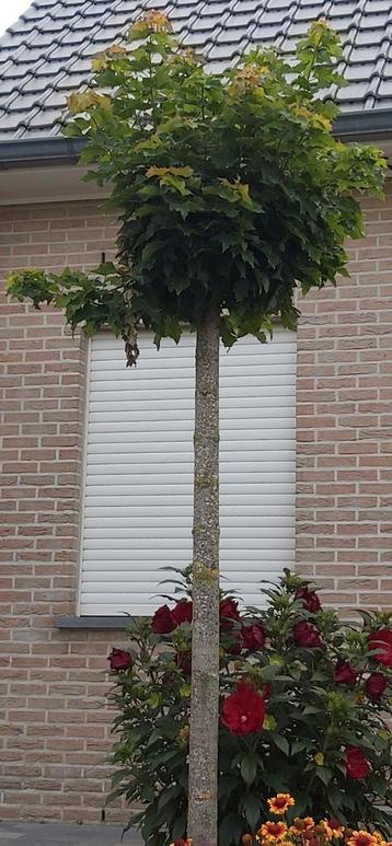 Acer Platanoides Globosum 2 stuks beschikbaar voor biedingen