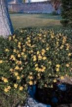 Sint-Janskruid calicynum, Tuin en Terras, Planten | Struiken en Hagen, Ophalen of Verzenden