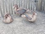 Barbarie eenden  zuivere bruine kleur.mannelijke en vrouw., Dieren en Toebehoren, Pluimvee, Meerdere dieren, Eend