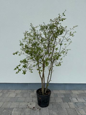 Quercus suber kurkeik beschikbaar voor biedingen