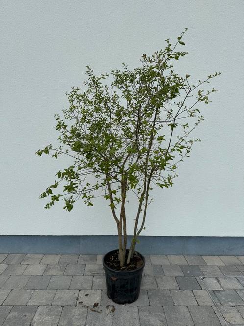 Quercus suber kurkeik, Tuin en Terras, Planten | Bomen, Ophalen