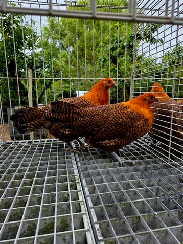 Zingems leghoen kippen beschikbaar voor biedingen