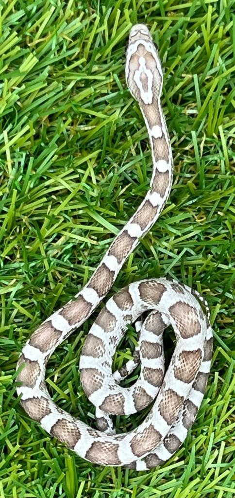 Korenslang 3 maand, soort: Ghost, Dieren en Toebehoren, Reptielen en Amfibieën, Slang, 0 tot 2 jaar, Tam