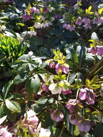 Helleborus Orientalis - ijzersterke plant  Turnhout, Tuin en Terras, Planten | Tuinplanten, Ophalen