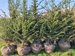Haagplanten Taxus Baccata 60-80cm of 80-100cm, Tuin en Terras, Planten | Struiken en Hagen, Ophalen, Taxus, Haag