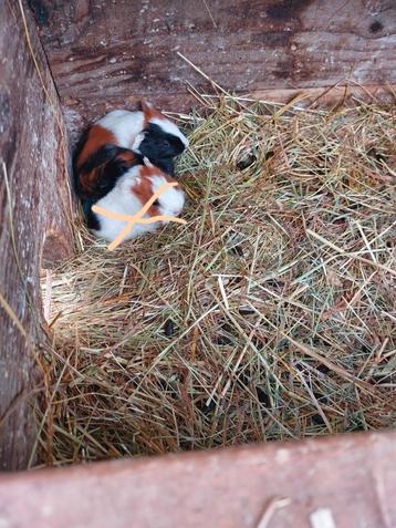 Nog 2 caviaatjes 1 beertje en 1 zeugje broer en zus  beschikbaar voor biedingen