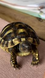 2 schildpadden te koop, Dieren en Toebehoren, Schildpad