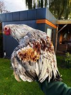 Brahma zalm, Dieren en Toebehoren, Pluimvee, Kip