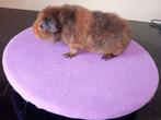 Lief us Teddy beertje 4 weken, Dieren en Toebehoren, Mannelijk, Cavia, Tam