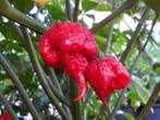 Graines de piment CAROLINA REAPER (10 pièces), Graine, Plein soleil, Printemps, Envoi