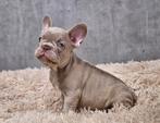 Franse bulldog, België, Fokker | Hobbymatig, CDV (hondenziekte), 8 tot 15 weken