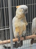 Tamme Hybride Kakatoes Kakatoes 12 weken oud, Dieren en Toebehoren, Vogels | Parkieten en Papegaaien, Papegaai, Geringd