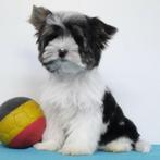 Biewer Yorkshire - Belgische pup te koop, CDV (hondenziekte), 8 tot 15 weken, België, Reu