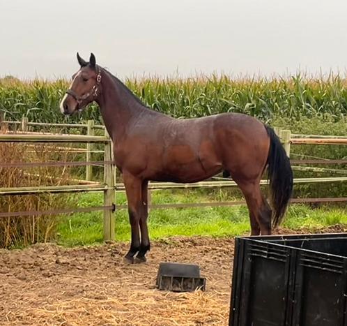 2 jarige hengst Dollar du Rouet, Dieren en Toebehoren, Paarden, Hengst, Onbeleerd, 165 tot 170 cm, 0 tot 2 jaar, Springpaard, Met stamboom