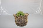 agave vic reg crest, Vetplant, Ophalen of Verzenden, Minder dan 100 cm, Volle zon