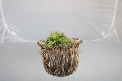 agave vic reg crest, Huis en Inrichting, Kamerplanten, Vetplant, Minder dan 100 cm, Groene kamerplant, Volle zon, Ophalen of Verzenden