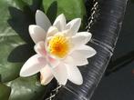 Waterlelie kleur Wit, Tuin en Terras, Ophalen, Nieuw